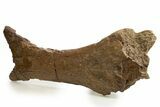 Partial Hadrosaur Pubis Bone with Beetle Borings - Montana #337541-1